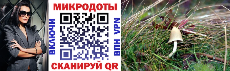 дарнет шоп Заволжье Псилоцибиновые грибы MAGIC MUSHROOMS